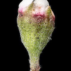 Flower bud, note arrangement of calyx. In cultivation ex Manawatāwhi/Great Island, Manawatāwhi/Three Kings Islands.<br>Photographer: Jeremy R. Rolfe, Date taken: 23/08/2014, Licence: <a target='_blank' href='https://creativecommons.org/licenses/by/4.0'>CC BY</a>. <a class='member-message' href='/nzpcn/why-join-nzpcn/' target='_blank'>Members can view a larger version of this image.</a>