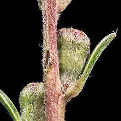 Indumentum on young stem and flower buds. In cultivation ex Manawatāwhi/Great Island, Manawatāwhi/Three Kings Islands.<br>Photographer: Jeremy R. Rolfe, Date taken: 23/08/2014, Licence: <a target='_blank' href='https://creativecommons.org/licenses/by/4.0'>CC BY</a>. <a class='member-message' href='/nzpcn/why-join-nzpcn/' target='_blank'>Members can view a larger version of this image.</a>