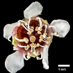 Arrangement of floral parts. In cultivation ex Manawatāwhi/Great Island, Manawatāwhi/Three Kings Islands.<br>Photographer: Jeremy R. Rolfe, Date taken: 23/08/2014, Licence: <a target='_blank' href='https://creativecommons.org/licenses/by/4.0'>CC BY</a>. <a class='member-message' href='/nzpcn/why-join-nzpcn/' target='_blank'>Members can view a larger version of this image.</a>