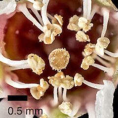 Anthers and stigma (centre). In cultivation ex Manawatāwhi/Great Island, Manawatāwhi/Three Kings Islands.<br>Photographer: Jeremy R. Rolfe, Date taken: 23/08/2014, Licence: <a target='_blank' href='https://creativecommons.org/licenses/by/4.0'>CC BY</a>. <a class='member-message' href='/nzpcn/why-join-nzpcn/' target='_blank'>Members can view a larger version of this image.</a>