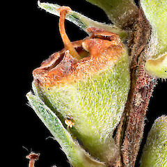Developing fruit. In cultivation ex Manawatāwhi/Great Island, Manawatāwhi/Three Kings Islands.<br>Photographer: Jeremy R. Rolfe, Date taken: 04/11/2014, Licence: <a target='_blank' href='https://creativecommons.org/licenses/by/4.0'>CC BY</a>. <a class='member-message' href='/nzpcn/why-join-nzpcn/' target='_blank'>Members can view a larger version of this image.</a>