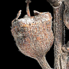Old fruit. In cultivation ex Manawatāwhi/Great Island, Manawatāwhi/Three Kings Islands.<br>Photographer: Jeremy R. Rolfe, Date taken: 04/11/2014, Licence: <a target='_blank' href='https://creativecommons.org/licenses/by/4.0'>CC BY</a>. <a class='member-message' href='/nzpcn/why-join-nzpcn/' target='_blank'>Members can view a larger version of this image.</a>
