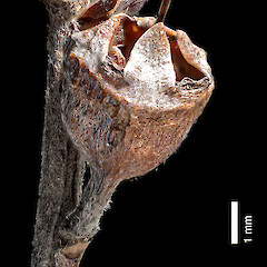 Old fruit. In cultivation ex Manawatāwhi/Great Island, Manawatāwhi/Three Kings Islands.<br>Photographer: Jeremy R. Rolfe, Date taken: 04/11/2014, Licence: <a target='_blank' href='https://creativecommons.org/licenses/by/4.0'>CC BY</a>. <a class='member-message' href='/nzpcn/why-join-nzpcn/' target='_blank'>Members can view a larger version of this image.</a>