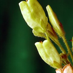 Nemesia fruticans cv.