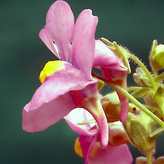 Nemesia fruticans hybrid, flowers, Pitt Street, Wanganui.<br>Photographer: Colin C. Ogle, Date taken: 16/01/2013, Licence: <a target='_blank' href='https://creativecommons.org/licenses/by-nc/4.0'>CC BY-NC</a>. <a class='member-message' href='/nzpcn/why-join-nzpcn/' target='_blank'>Members can view a larger version of this image.</a>
