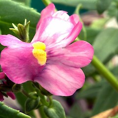 Nemesia fruticans hybrid, flowers, Pitt Street, Wanganui.<br>Photographer: Colin C. Ogle, Date taken: 16/01/2013, Licence: <a target='_blank' href='https://creativecommons.org/licenses/by-nc/4.0'>CC BY-NC</a>. <a class='member-message' href='/nzpcn/why-join-nzpcn/' target='_blank'>Members can view a larger version of this image.</a>