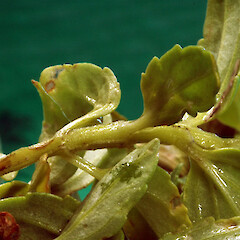 Stem of young plant, in gravel parking lot of plant nursery, Springvale, Whanganui.<br>Photographer: Colin C. Ogle, Date taken: 12/11/2018, Licence: <a target='_blank' href='https://creativecommons.org/licenses/by-nc/4.0'>CC BY-NC</a>. <a class='member-message' href='/nzpcn/why-join-nzpcn/' target='_blank'>Members can view a larger version of this image.</a>