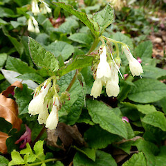 Flowers and foliage of rhizomatous plants, Esplanade, Palmerston North.<br>Photographer: Colin C. Ogle, Date taken: 26/09/2016, Licence: <a target='_blank' href='https://creativecommons.org/licenses/by-nc/4.0'>CC BY-NC</a>. <a class='member-message' href='/nzpcn/why-join-nzpcn/' target='_blank'>Members can view a larger version of this image.</a>