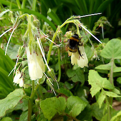 Flowers and a bumble bee; rhizomatous plants, Esplanade, Palmerston North.<br>Photographer: Colin C. Ogle, Date taken: 26/09/2016, Licence: <a target='_blank' href='https://creativecommons.org/licenses/by-nc/4.0'>CC BY-NC</a>. <a class='member-message' href='/nzpcn/why-join-nzpcn/' target='_blank'>Members can view a larger version of this image.</a>