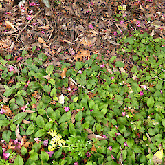 Patch of rhizomatous plants, spreading at Esplanade, Palmerston North.<br>Photographer: Colin C. Ogle, Date taken: 26/09/2016, Licence: <a target='_blank' href='https://creativecommons.org/licenses/by-nc/4.0'>CC BY-NC</a>. <a class='member-message' href='/nzpcn/why-join-nzpcn/' target='_blank'>Members can view a larger version of this image.</a>