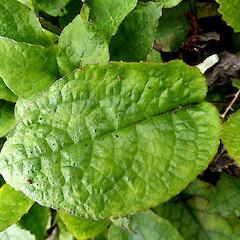 Leaf (upper surface) of rhizomatous plants, spreading at Esplanade, Palmerston North.<br>Photographer: Colin C. Ogle, Date taken: 26/09/2016, Licence: <a target='_blank' href='https://creativecommons.org/licenses/by-nc/4.0'>CC BY-NC</a>. <a class='member-message' href='/nzpcn/why-join-nzpcn/' target='_blank'>Members can view a larger version of this image.</a>