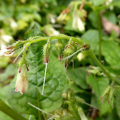 Flowers with sepals, styles after corolla drop; Esplanade, Palmerston North.<br>Photographer: Colin C. Ogle, Date taken: 26/09/2016, Licence: <a target='_blank' href='https://creativecommons.org/licenses/by-nc/4.0'>CC BY-NC</a>. <a class='member-message' href='/nzpcn/why-join-nzpcn/' target='_blank'>Members can view a larger version of this image.</a>