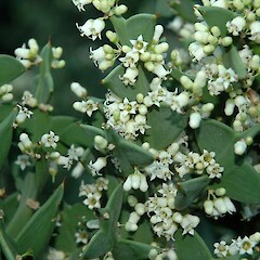 Flowers, ‘Paloma’ Fordel.<br>Photographer: Colin C. Ogle, Date taken: 01/05/2010, Licence: <a target='_blank' href='https://creativecommons.org/licenses/by-nc/4.0'>CC BY-NC</a>. <a class='member-message' href='/nzpcn/why-join-nzpcn/' target='_blank'>Members can view a larger version of this image.</a>