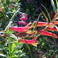 In cultivation. Nov 2014.<br>Photographer: Peter J de Lange, Licence: <a target='_blank' href='https://creativecommons.org/licenses/by-nc/4.0'>CC BY-NC</a>.