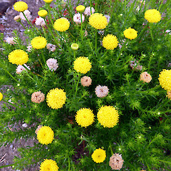 A self-established seedling, replanted in sandy garden, Seafield Rd, Whanganui.<br>Photographer: Colin C. Ogle, Date taken: 06/02/2017, Licence: <a target='_blank' href='https://creativecommons.org/licenses/by-nc/4.0'>CC BY-NC</a>. <a class='member-message' href='/nzpcn/why-join-nzpcn/' target='_blank'>Members can view a larger version of this image.</a>