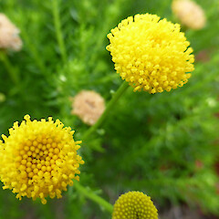 A self-established seedling, replanted in sandy garden, Seafield Rd, Whanganui.<br>Photographer: Colin C. Ogle, Date taken: 06/02/2017, Licence: <a target='_blank' href='https://creativecommons.org/licenses/by-nc/4.0'>CC BY-NC</a>. <a class='member-message' href='/nzpcn/why-join-nzpcn/' target='_blank'>Members can view a larger version of this image.</a>