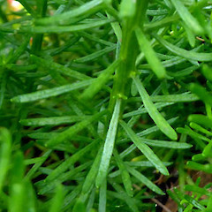 A self-established seedling, replanted in sandy garden, Seafield Rd, Whanganui.<br>Photographer: Colin C. Ogle, Date taken: 06/02/2017, Licence: <a target='_blank' href='https://creativecommons.org/licenses/by-nc/4.0'>CC BY-NC</a>.