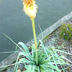 Planted in garden, Virginia Heights, Whanganui.<br>Photographer: Colin C. Ogle, Date taken: 12/02/2018, Licence: <a target='_blank' href='https://creativecommons.org/licenses/by-nc/4.0'>CC BY-NC</a>.