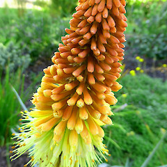 Planted in garden, Virginia Heights, Whanganui.<br>Photographer: Colin C. Ogle, Date taken: 12/02/2018, Licence: <a target='_blank' href='https://creativecommons.org/licenses/by-nc/4.0'>CC BY-NC</a>. <a class='member-message' href='/nzpcn/why-join-nzpcn/' target='_blank'>Members can view a larger version of this image.</a>