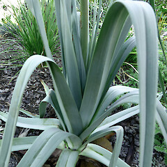 Planted in garden, Virginia Heights, Whanganui.<br>Photographer: Colin C. Ogle, Date taken: 12/02/2018, Licence: <a target='_blank' href='https://creativecommons.org/licenses/by-nc/4.0'>CC BY-NC</a>. <a class='member-message' href='/nzpcn/why-join-nzpcn/' target='_blank'>Members can view a larger version of this image.</a>