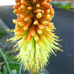 Planted in garden, Virginia Heights, Whanganui.<br>Photographer: Colin C. Ogle, Date taken: 12/02/2018, Licence: <a target='_blank' href='https://creativecommons.org/licenses/by-nc/4.0'>CC BY-NC</a>. <a class='member-message' href='/nzpcn/why-join-nzpcn/' target='_blank'>Members can view a larger version of this image.</a>