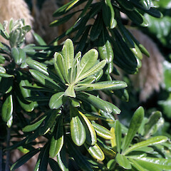 Raoul Island. Feb 1999.<br>Photographer: Peter J de Lange, Licence: <a target='_blank' href='https://creativecommons.org/licenses/by-nc/4.0'>CC BY-NC</a>. <a class='member-message' href='/nzpcn/why-join-nzpcn/' target='_blank'>Members can view a larger version of this image.</a>