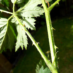Stem spines & stipules; Raetihi.<br>Photographer: Colin C. Ogle, Date taken: 14/12/2015, Licence: <a target='_blank' href='https://creativecommons.org/licenses/by-nc/4.0'>CC BY-NC</a>. <a class='member-message' href='/nzpcn/why-join-nzpcn/' target='_blank'>Members can view a larger version of this image.</a>