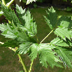 Palmately compound leaf, terminal leaflet trifoliate; Raetihi.<br>Photographer: Colin C. Ogle, Date taken: 14/12/2015, Licence: <a target='_blank' href='https://creativecommons.org/licenses/by-nc/4.0'>CC BY-NC</a>.