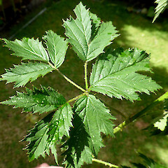 Palmately compound leaf, terminal leaflet trifoliate; Raetihi.<br>Photographer: Colin C. Ogle, Date taken: 14/12/2015, Licence: <a target='_blank' href='https://creativecommons.org/licenses/by-nc/4.0'>CC BY-NC</a>. <a class='member-message' href='/nzpcn/why-join-nzpcn/' target='_blank'>Members can view a larger version of this image.</a>