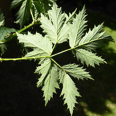 Rubus ursinus