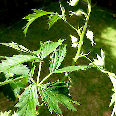 Palmately compound leaves; flower buds; Raetihi roadside.<br>Photographer: Colin C. Ogle, Date taken: 14/12/2015, Licence: <a target='_blank' href='https://creativecommons.org/licenses/by-nc/4.0'>CC BY-NC</a>. <a class='member-message' href='/nzpcn/why-join-nzpcn/' target='_blank'>Members can view a larger version of this image.</a>
