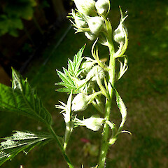 Young shoot with flower buds; Raetihi roadside.<br>Photographer: Colin C. Ogle, Date taken: 14/12/2015, Licence: <a target='_blank' href='https://creativecommons.org/licenses/by-nc/4.0'>CC BY-NC</a>. <a class='member-message' href='/nzpcn/why-join-nzpcn/' target='_blank'>Members can view a larger version of this image.</a>