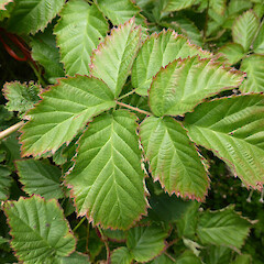 Palmately compound leaf, terminal leaflet trifoliate; garden in Castlecliff, Whanganui.<br>Photographer: Colin C. Ogle, Date taken: 09/01/2017, Licence: <a target='_blank' href='https://creativecommons.org/licenses/by-nc/4.0'>CC BY-NC</a>. <a class='member-message' href='/nzpcn/why-join-nzpcn/' target='_blank'>Members can view a larger version of this image.</a>