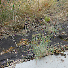 Whareroa, L Taupo; driveway edge, planted (at back) + seedlings by wall.<br>Photographer: Colin C. Ogle, Date taken: 12/12/2015, Licence: <a target='_blank' href='https://creativecommons.org/licenses/by-nc/4.0'>CC BY-NC</a>. <a class='member-message' href='/nzpcn/why-join-nzpcn/' target='_blank'>Members can view a larger version of this image.</a>