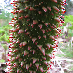 Dunedin Botanic Garden.<br>Photographer: John Barkla, Licence: <a target='_blank' href='https://creativecommons.org/licenses/by/4.0'>CC BY</a>. <a class='member-message' href='/nzpcn/why-join-nzpcn/' target='_blank'>Members can view a larger version of this image.</a>