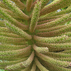 Dunedin Botanic Garden.<br>Photographer: John Barkla, Licence: <a target='_blank' href='https://creativecommons.org/licenses/by/4.0'>CC BY</a>. <a class='member-message' href='/nzpcn/why-join-nzpcn/' target='_blank'>Members can view a larger version of this image.</a>