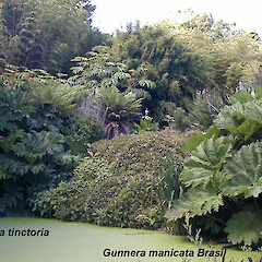 Gunnera tinctoria and Gunnera manicata.<br>Photographer: Clayson Howell, Licence: All rights reserved. <a class='member-message' href='/nzpcn/why-join-nzpcn/' target='_blank'>Members can view a larger version of this image.</a>