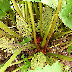 Young fruiting plant; road verge, Uisken, Mull, Scotland.<br>Photographer: Colin C. Ogle, Date taken: 17/07/2013, Licence: <a target='_blank' href='https://creativecommons.org/licenses/by-nc/4.0'>CC BY-NC</a>. <a class='member-message' href='/nzpcn/why-join-nzpcn/' target='_blank'>Members can view a larger version of this image.</a>