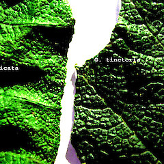 Gunnera tinctoria (R) and G. manicata (L) leaf edges.<br>Photographer: Colin C. Ogle, Licence: <a target='_blank' href='https://creativecommons.org/licenses/by-nc/4.0'>CC BY-NC</a>. <a class='member-message' href='/nzpcn/why-join-nzpcn/' target='_blank'>Members can view a larger version of this image.</a>