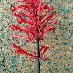 Kaitaia.<br>Photographer: Peter J de Lange, Date taken: 10/03/2016, Licence: <a target='_blank' href='https://creativecommons.org/licenses/by-nc/4.0'>CC BY-NC</a>. <a class='member-message' href='/nzpcn/why-join-nzpcn/' target='_blank'>Members can view a larger version of this image.</a>