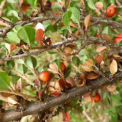 Cotoneaster perpusillus