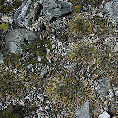 Old Woman Range.<br>Photographer: Mike Thorsen, Date taken: 23/03/2008, Licence: All rights reserved. <a class='member-message' href='/nzpcn/why-join-nzpcn/' target='_blank'>Members can view a larger version of this image.</a>