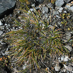 Old Woman Range, Otago.<br>Photographer: Mike Thorsen, Date taken: 23/03/2008, Licence: All rights reserved. <a class='member-message' href='/nzpcn/why-join-nzpcn/' target='_blank'>Members can view a larger version of this image.</a>