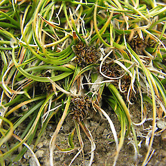 Carex applanata