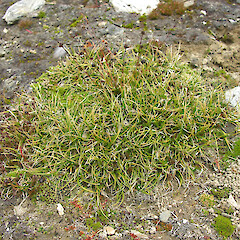 Old Woman Range, Otago.<br>Photographer: Mike Thorsen, Licence: All rights reserved. <a class='member-message' href='/nzpcn/why-join-nzpcn/' target='_blank'>Members can view a larger version of this image.</a>