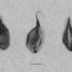 Achene (seed) detail, Wye Valley, Otago.<br>Photographer: Mike Thorsen, Date taken: 29/04/2008, Licence: All rights reserved. <a class='member-message' href='/nzpcn/why-join-nzpcn/' target='_blank'>Members can view a larger version of this image.</a>