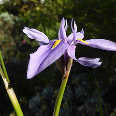Growing wild in garden, 115 Mount View Road, Whanganui.<br>Photographer: Colin C. Ogle, Date taken: 11/07/2016, Licence: <a target='_blank' href='https://creativecommons.org/licenses/by-nc/4.0'>CC BY-NC</a>. <a class='member-message' href='/nzpcn/why-join-nzpcn/' target='_blank'>Members can view a larger version of this image.</a>
