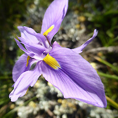 Growing wild in garden, 115 Mount View Road, Whanganui.<br>Photographer: Colin C. Ogle, Date taken: 11/07/2016, Licence: <a target='_blank' href='https://creativecommons.org/licenses/by-nc/4.0'>CC BY-NC</a>. <a class='member-message' href='/nzpcn/why-join-nzpcn/' target='_blank'>Members can view a larger version of this image.</a>