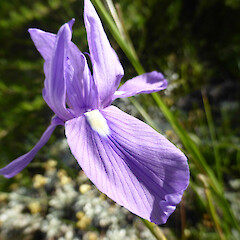 Growing wild in garden, 115 Mount View Road, Whanganui.<br>Photographer: Colin C. Ogle, Date taken: 11/07/2016, Licence: <a target='_blank' href='https://creativecommons.org/licenses/by-nc/4.0'>CC BY-NC</a>. <a class='member-message' href='/nzpcn/why-join-nzpcn/' target='_blank'>Members can view a larger version of this image.</a>