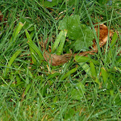 Seedlings in mown street berm lawn, below a rock wall with planted specimens; Wilson St, Hawera.<br>Photographer: Colin C. Ogle, Date taken: 04/08/2010, Licence: <a target='_blank' href='https://creativecommons.org/licenses/by-nc/4.0'>CC BY-NC</a>.